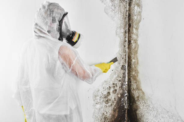 Best Professional Mold Removal  in Jefferson, IA