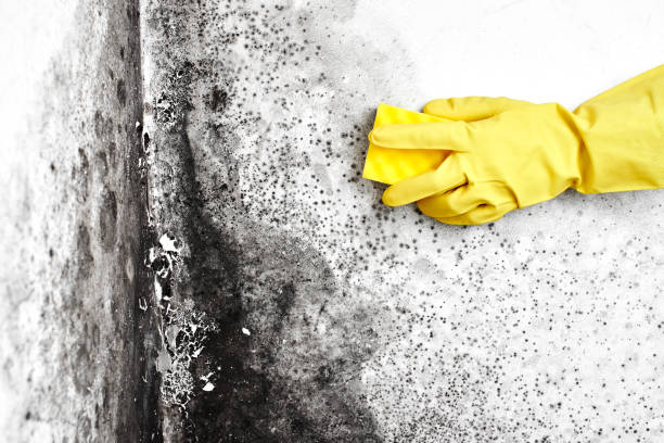 Trusted Jefferson, IA Mold Removal Experts