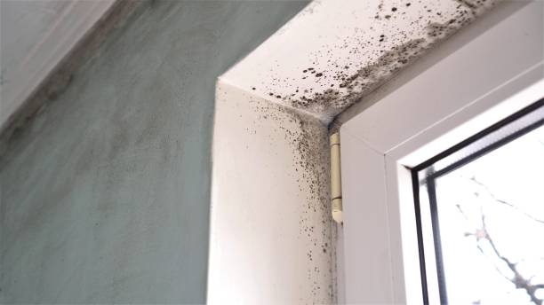 Best Black Mold Removal  in Jefferson, IA