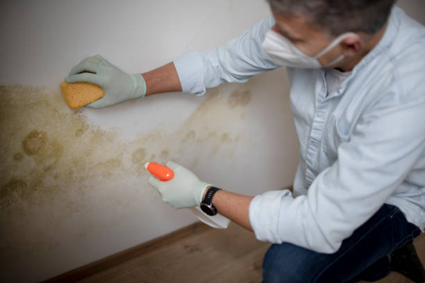 Best Affordable Mold Removal  in Jefferson, IA