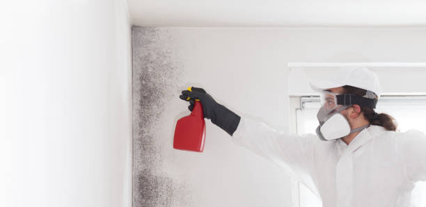 Best Emergency Mold Removal  in Jefferson, IA