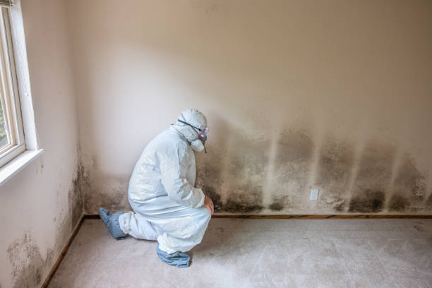 Best Crawl Space Mold Removal  in Jefferson, IA