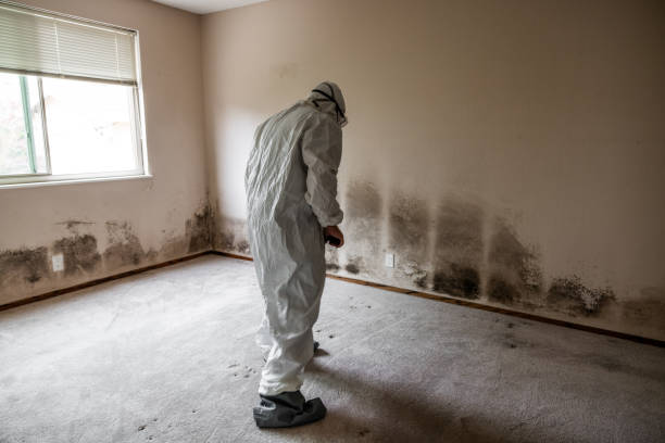Home Mold Removal in Jefferson, IA